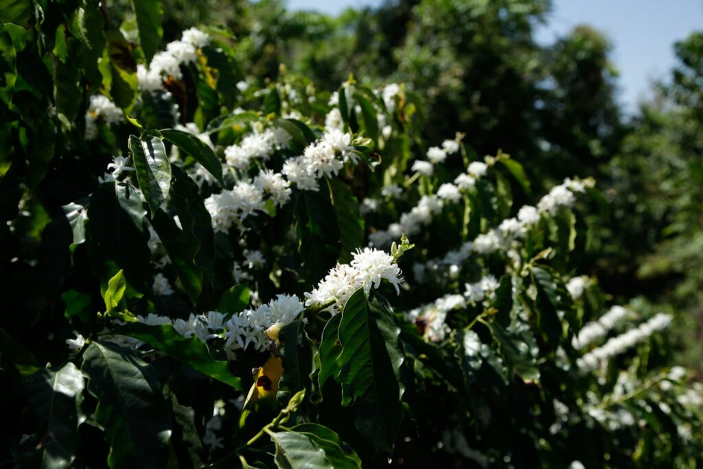 Witte bloesem aan een koffieplant in de zon