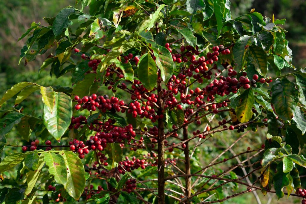 Rijpe koffiebessen aan een struik op een plantage in Brazilië
