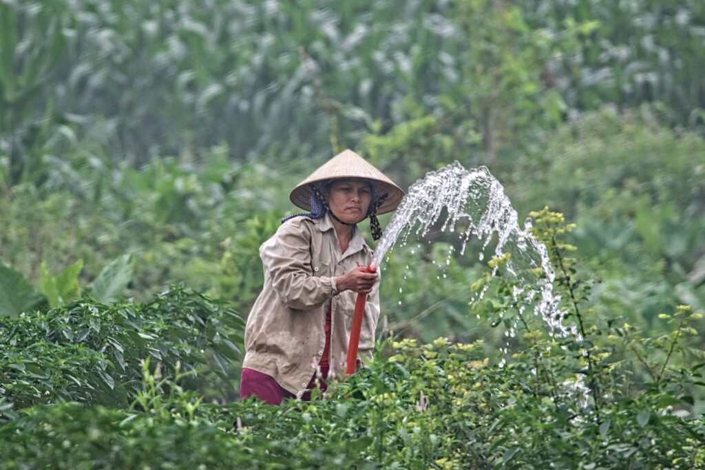 Koffieplanten op een berghelling in het noorden van Vietnam