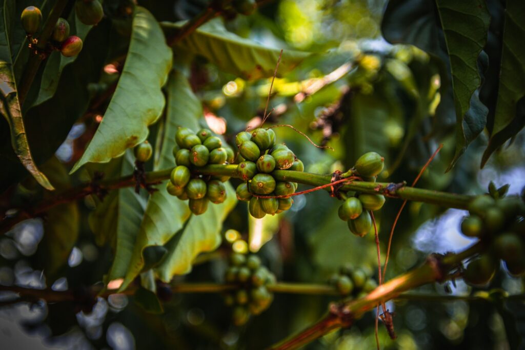 Rijpe en onrijpe koffiebessen aan een struik op een plantage