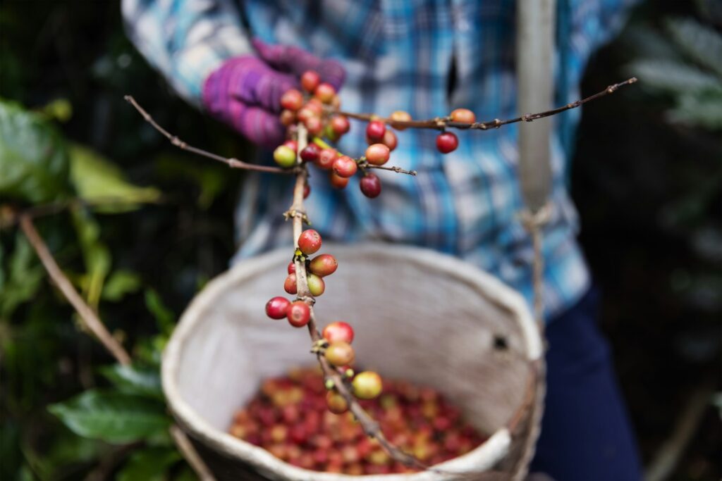 Koffieboer plukt rijpe koffiebessen op een kleine plantage