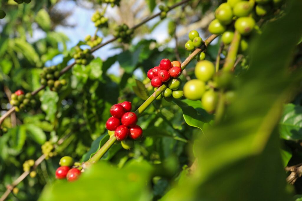 Rijpe rode robusta koffiebessen aan een tak