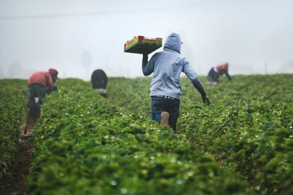 Koffieboer plukt rijpe koffiebessen aan een struik op een plantage