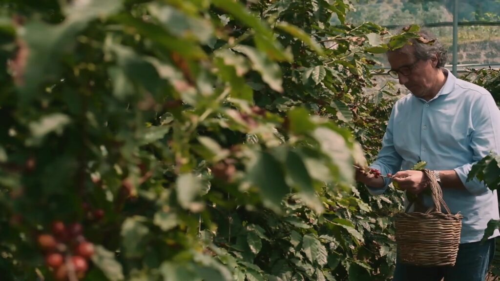 Plukker haalt rijpe rode koffiekersen van een arabicastruik op de plantage bij Palermo