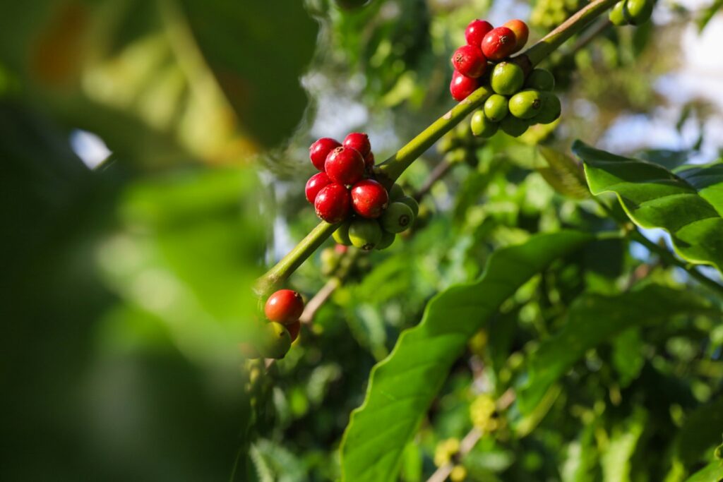 Robusta koffiebonen worden geoogst op een plantage in Vietnam